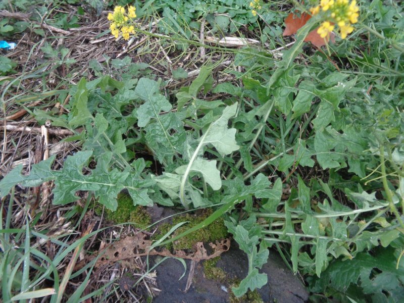 Sisymbrium officinale