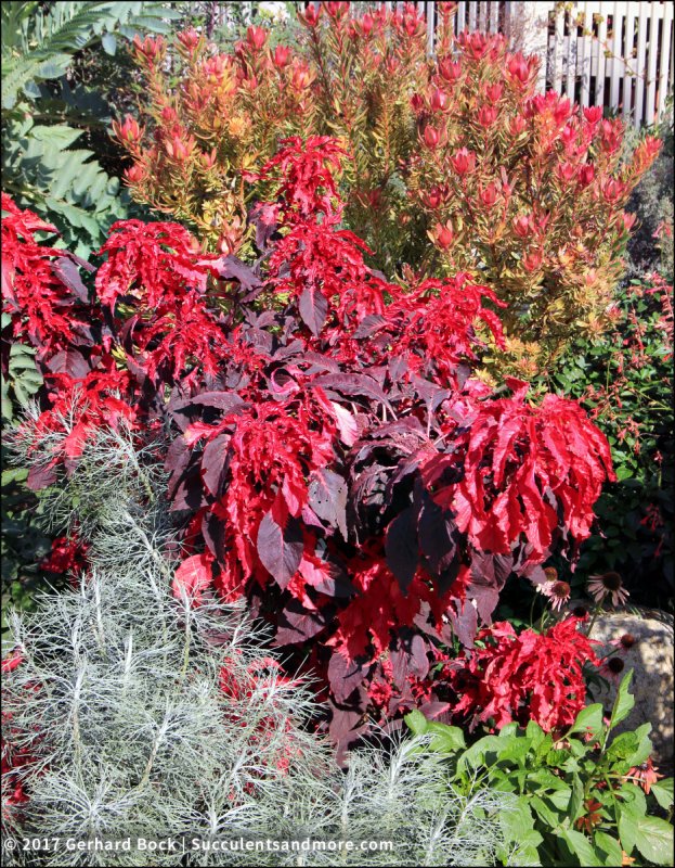 Amaranthus Tricolor Амарант трехцветный