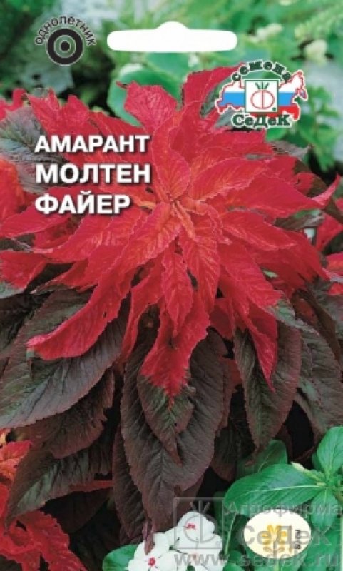 Амарант Эрли Сплендор