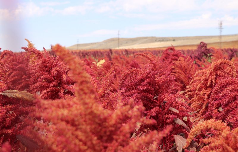 Амарант хвостатый (Love-Lies-Bleeding)