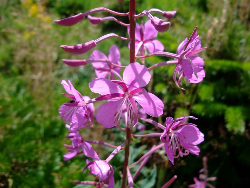 Chamaenerion latifolium