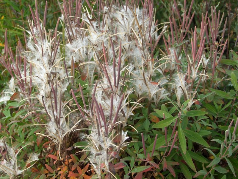 Epilobium angustifolium PNG