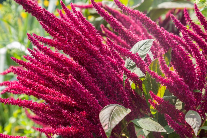 Amaranthus Tricolor Амарант трехцветный