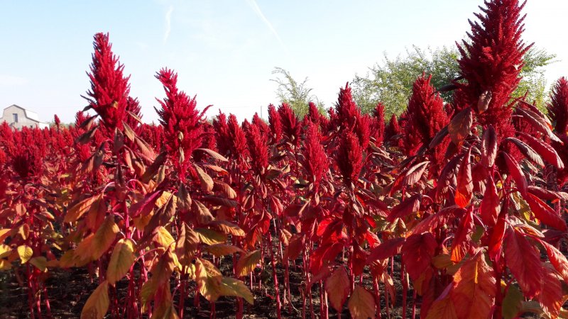 Amaranthus Tricolor Амарант трехцветный