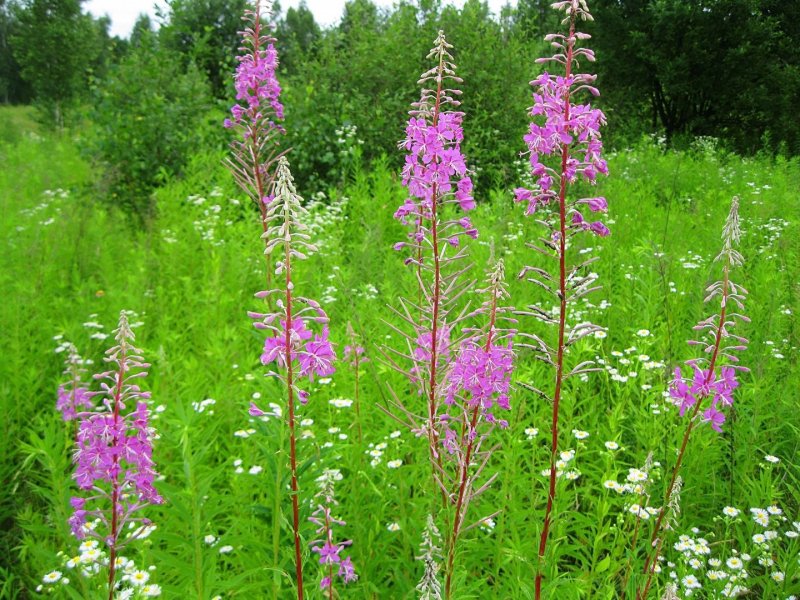 Chamerion angustifolium
