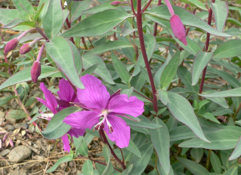 Chamaenerion latifolium