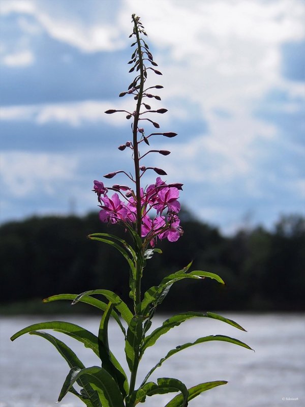 Chamaenerion latifolium