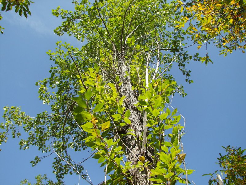 Тополь душистый Populus suaveolens