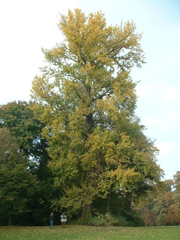 Тополь лавролистный - Populus laurifolia Ledeb.