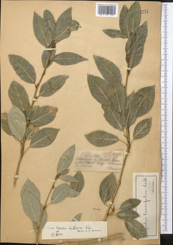 Тополь китайский (Populus simonii)