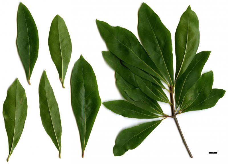 Тополь бальзамический — Populus balsamifera l.