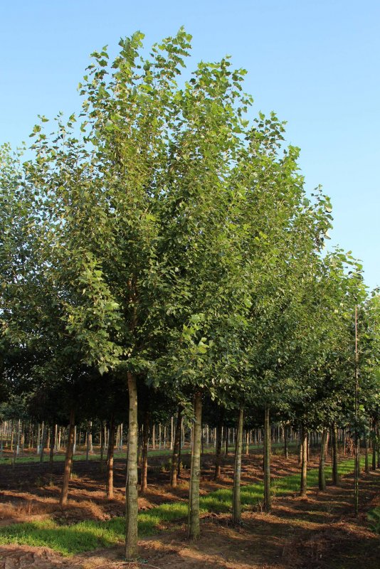 Populus balsamifera