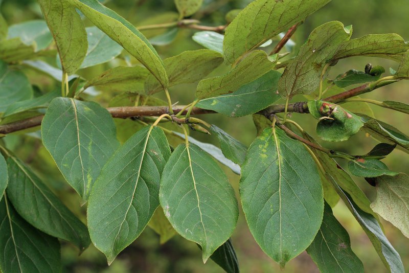 Тополь душистый Populus suaveolens