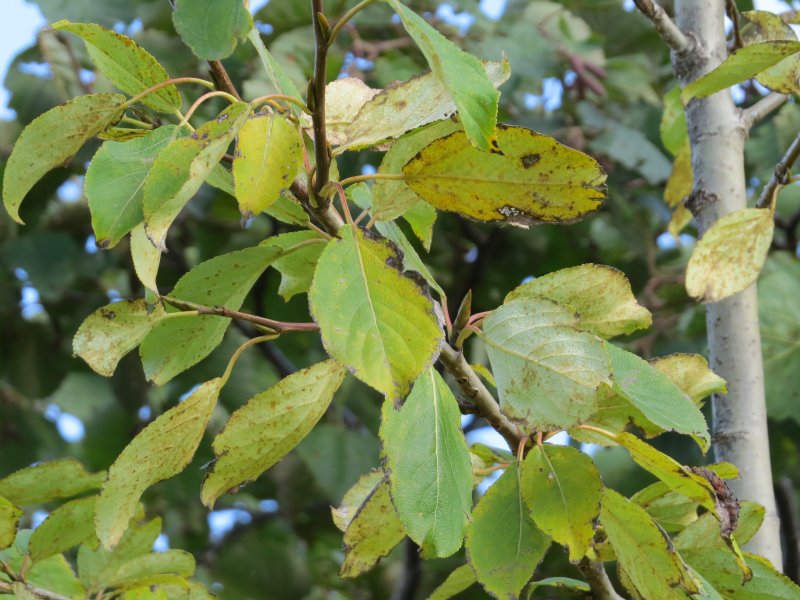 Тополь Болле Populus bolleana