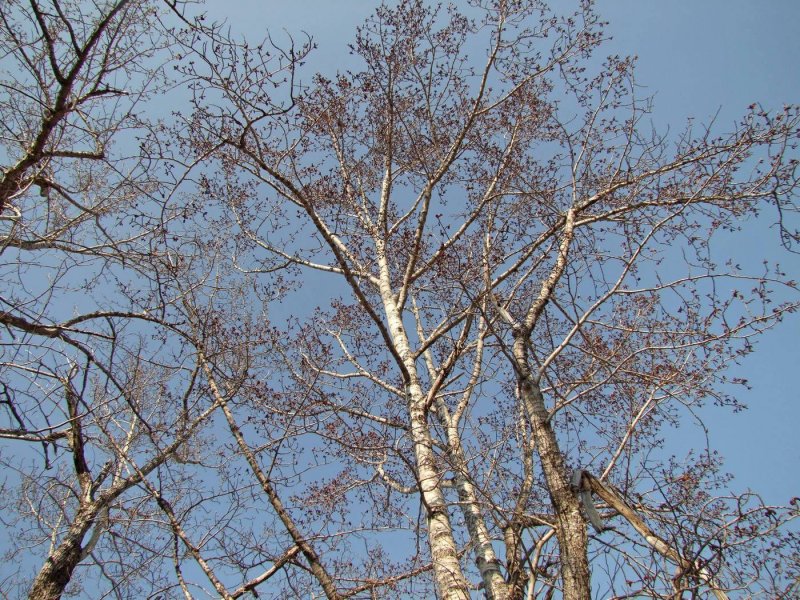 Populus simonii