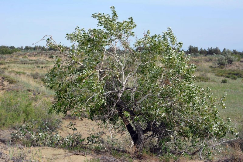 Тополь лавролистный - Populus laurifolia Ledeb.