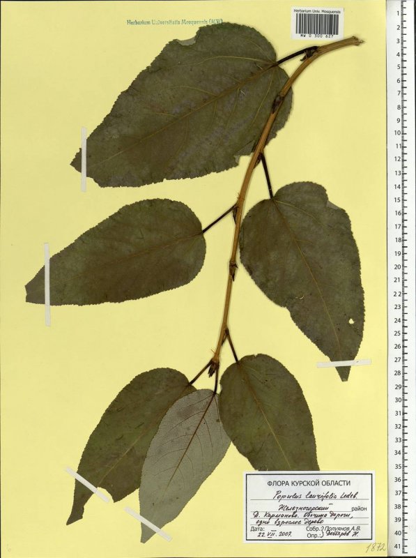 Тополь лавролистный - Populus laurifolia Ledeb.