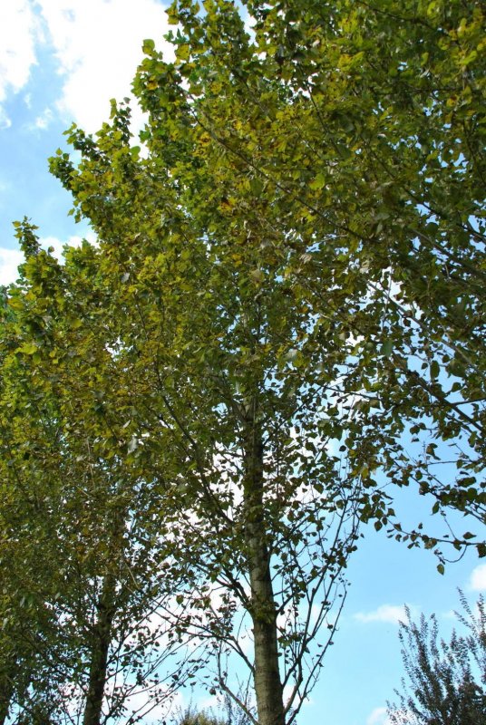 Тополь лавролистный - Populus laurifolia Ledeb.
