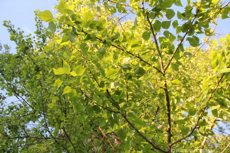 Тополь душистый Populus suaveolens