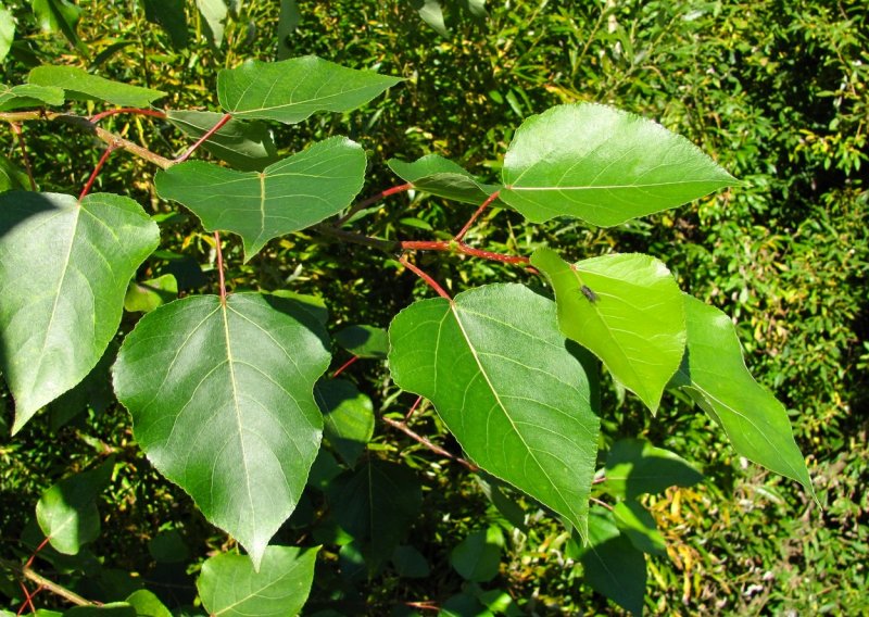 Populus laurifolia