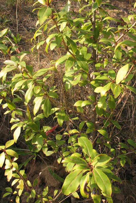 Populus laurifolia