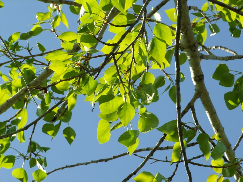 Populus suaveolens