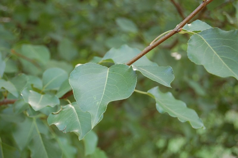 Populus Alba Тополь белый