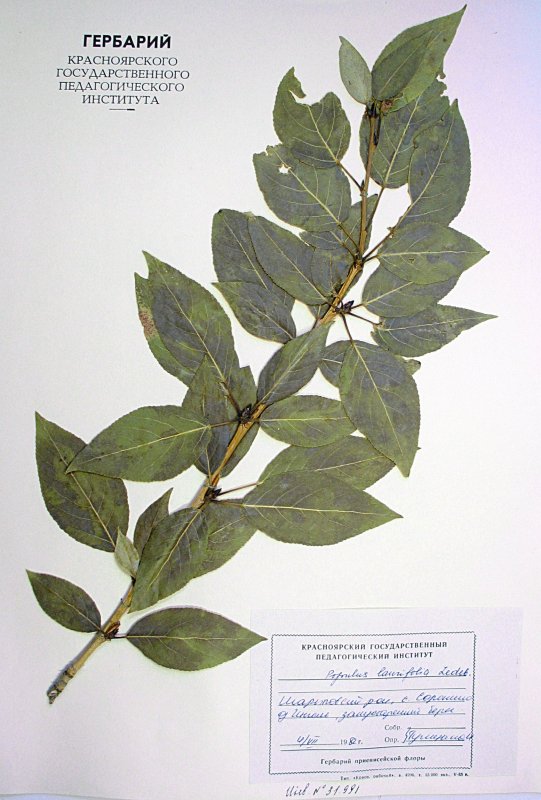 Populus suaveolens лист