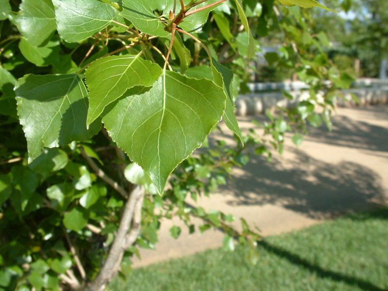 Populus balsamifera