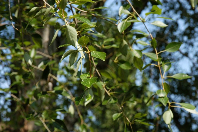 Populus suaveolens