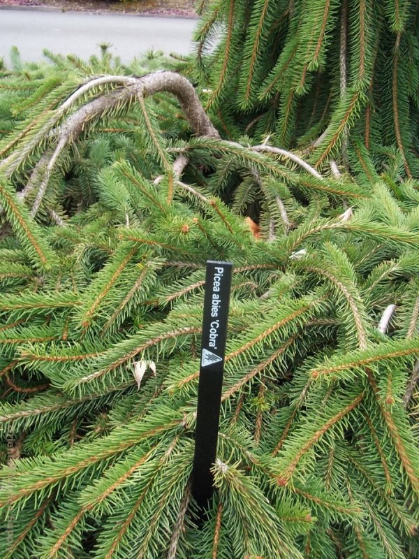 Picea Abies Cobra