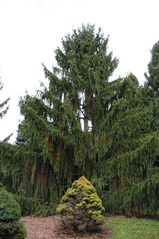 Picea Abies Cranstonii