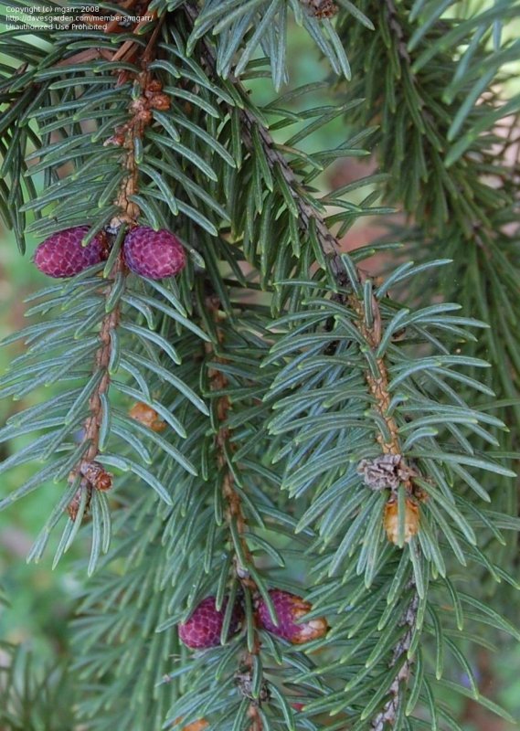 Picea Asperata