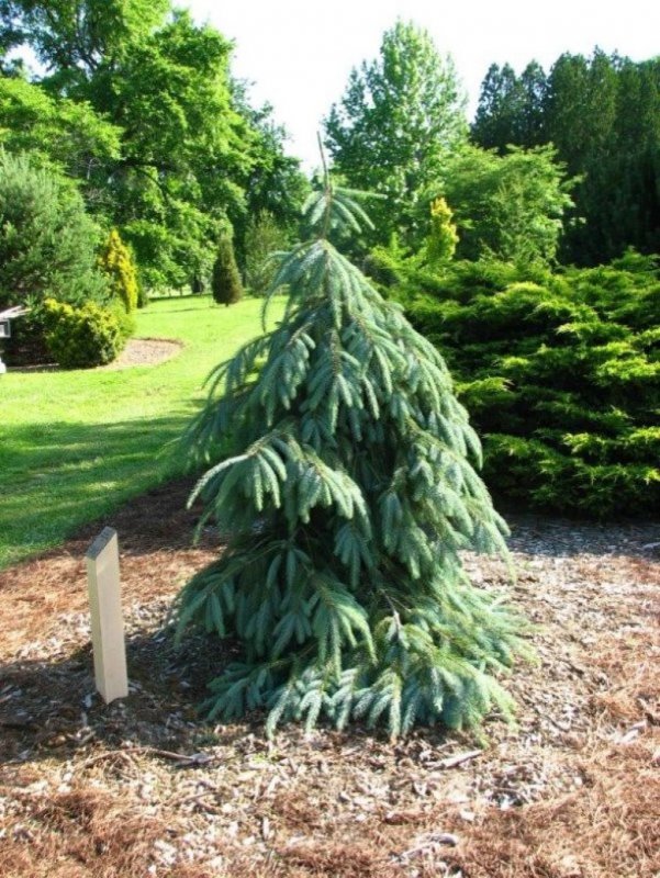Ель обыкновенная Picea Abies