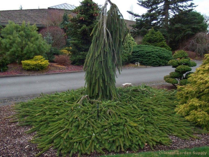 Picea Mariana Aurea