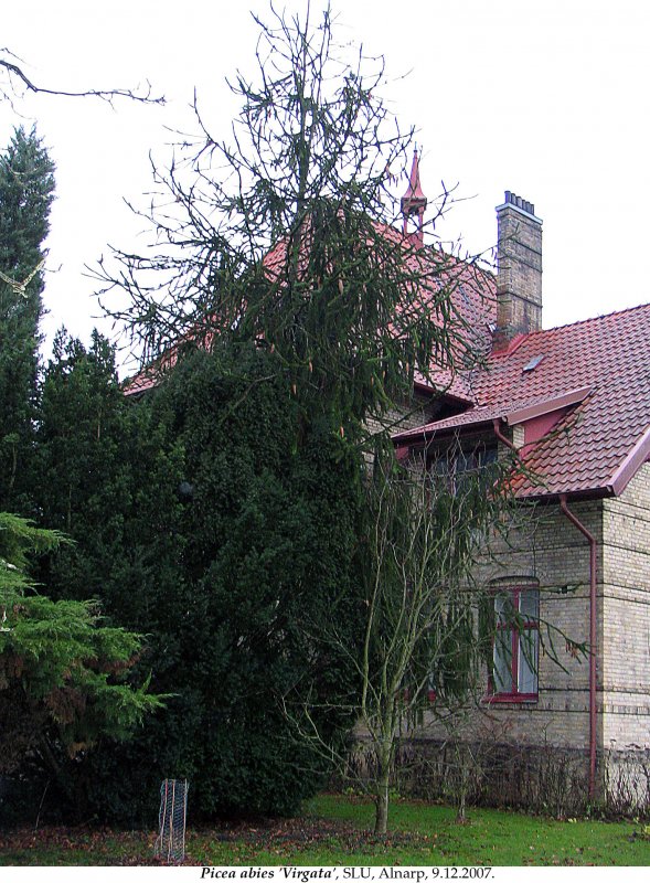 Picea Abies virgata