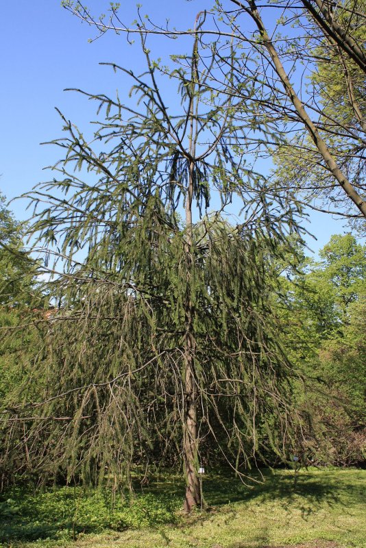 Ель обыкновенная Виргата-Picea Abies virgata