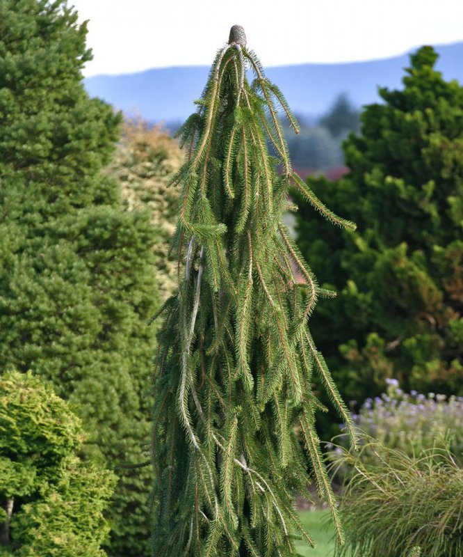 Ель Picea Abies