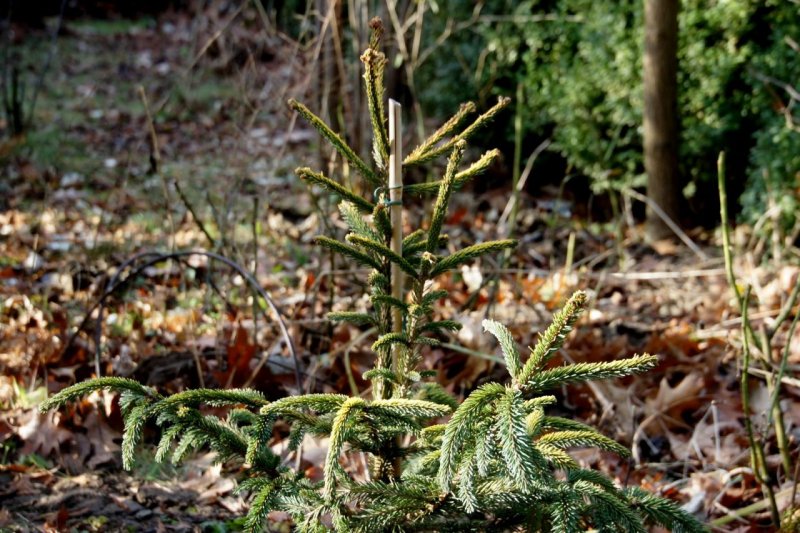Picea Abies virgata Aurea Vanc