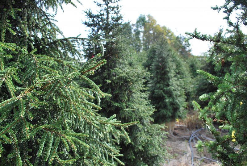 Picea orientalis