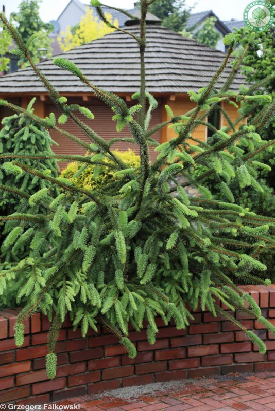 Ель Picea Breweriana