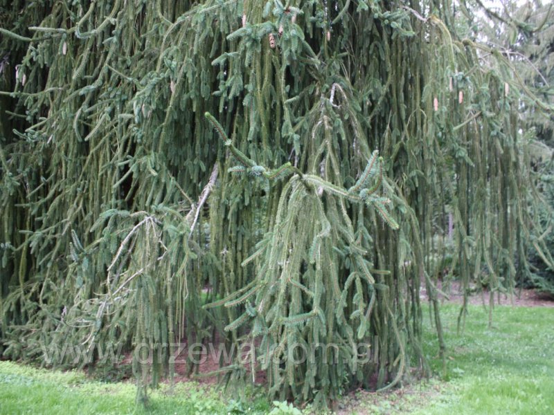 Ель viminalis