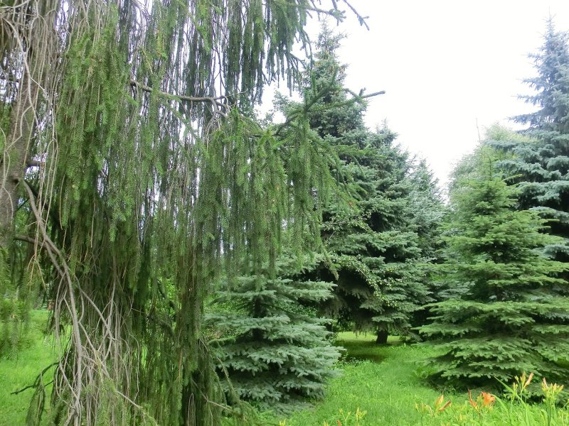 Ель Picea Abies Norrkoping