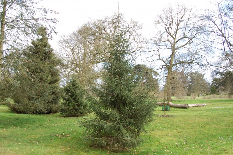 Picea likiangensis purpurea
