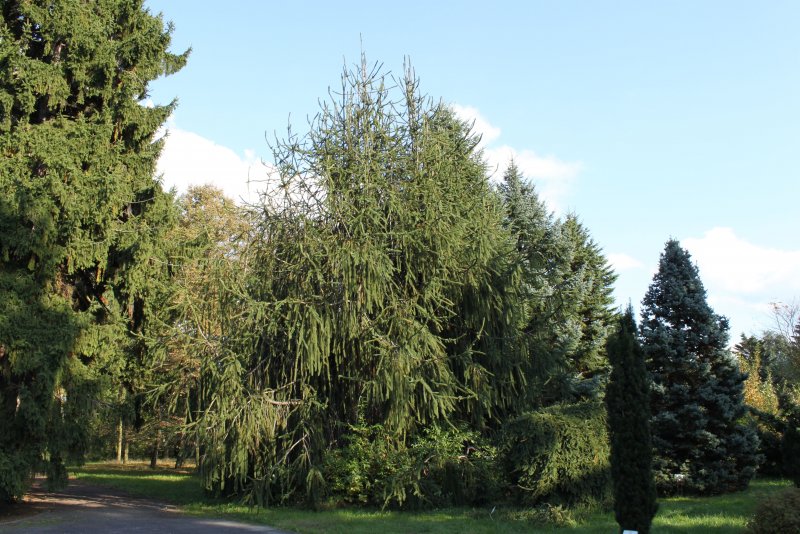 Picea Abies virgata