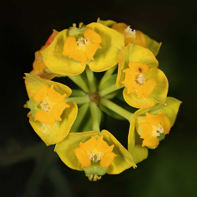 Молочай (Euphorbia)
