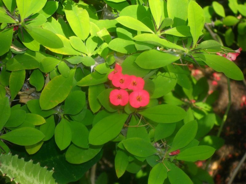 Молочай миля (Euphorbia milii