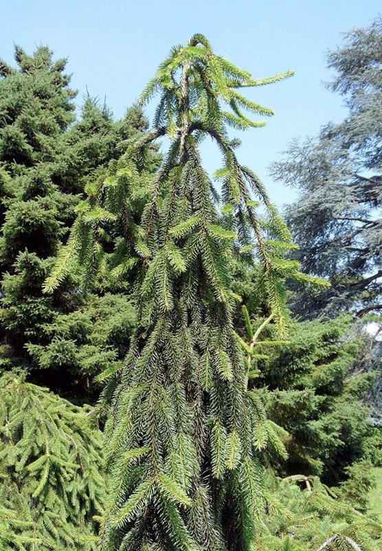 Picea Abies Cranstonii