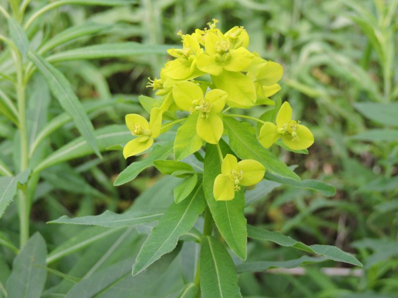 Молочай лозный (Euphorbia virgata)