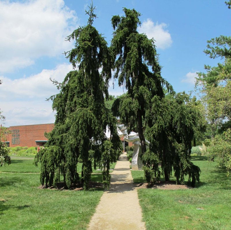 Picea Abies virgata Aurea Vanc